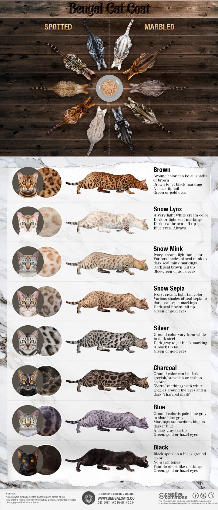 Illustration des robes de chats Bengal